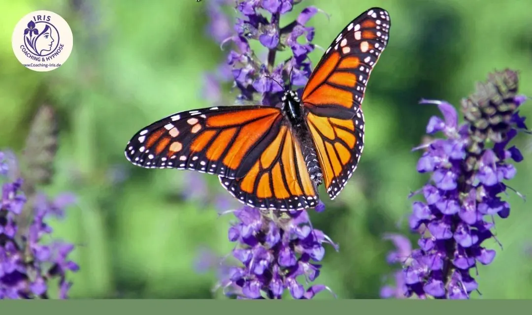 Schmetterling auf blühendem Lavendel